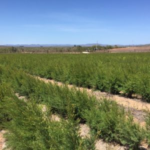 Tea Tree Organic (Australia)