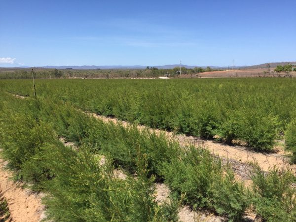 Tea Tree Organic (Australia)