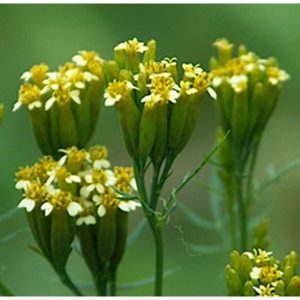 TAGETES OIL (EGYPT)