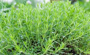 Tarragon Oil (France)