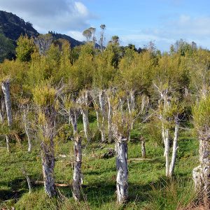 Tea Tree Oil (South Africa)