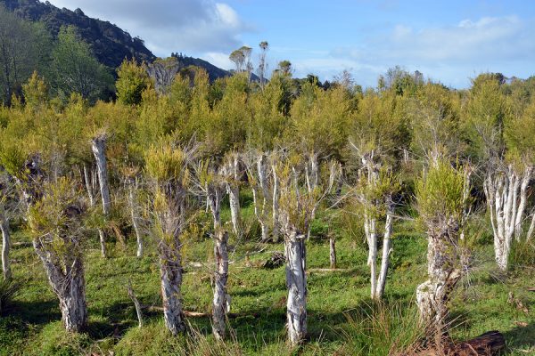 Tea Tree Oil (South Africa)