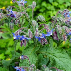 BORAGE OIL