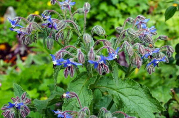 BORAGE OIL