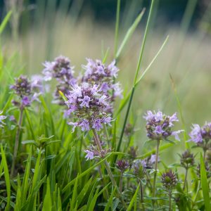 Thyme Oil Red (Germany)