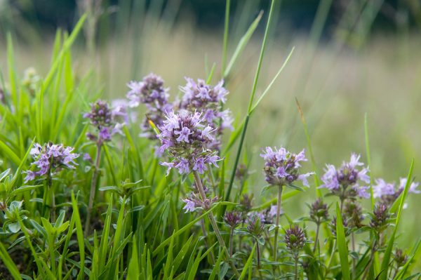 Thyme Oil Red (Germany)