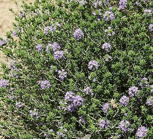 Thyme Capitata ( Eastern Europe)