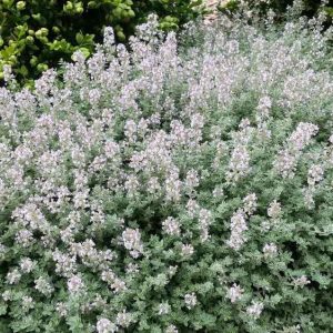 Thyme Vulgaris (Eastern Europe)