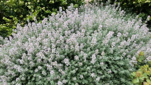 Thyme Vulgaris (Eastern Europe)