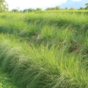 Vetiver Oil (Sri Lanka)