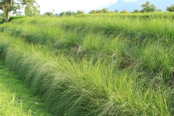 Vetiver Oil (Sri Lanka)