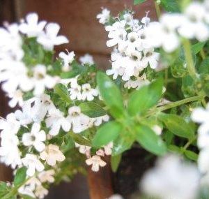 White Thyme Oil (India)