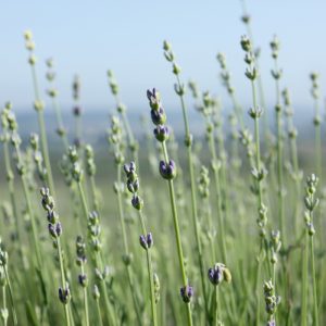 Lavender Oil (Russia)