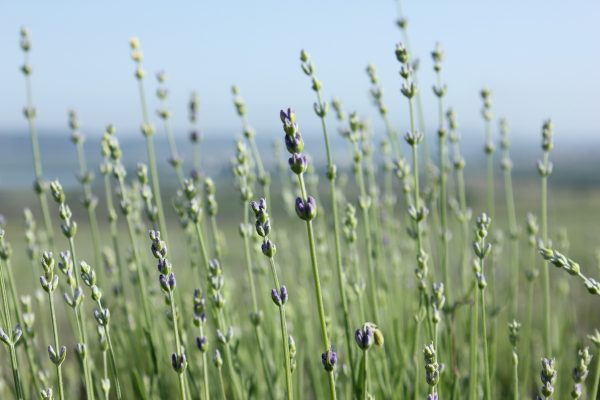 Lavender Oil (Russia)