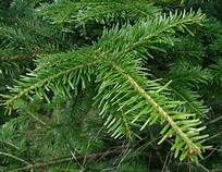 Abies Alba Needle