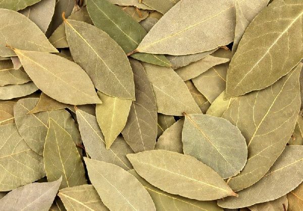 Bay Leaf Oil (Turkey)