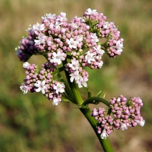 Valerian Oil (Nepal)