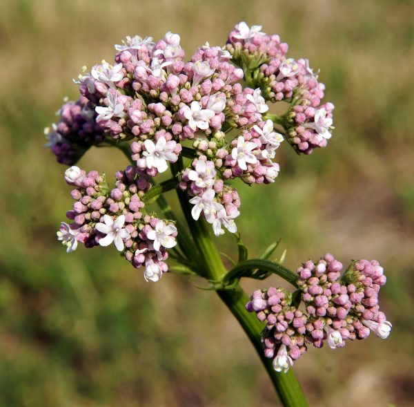 Valerian Oil (Nepal)