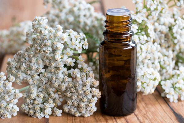 Yarrow Oil (Bulgaria)