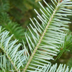 Fir Needle Oil (Canada)