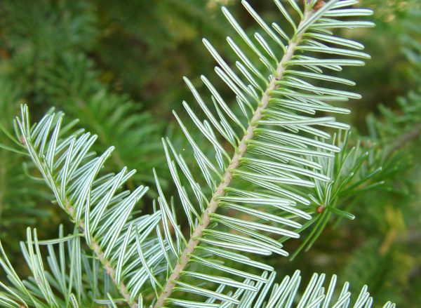 Fir Needle Oil (Canada)