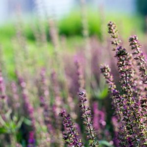 Clary Sage Oil (Bulgaria)