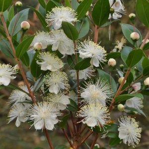 Smokey Myrtle (Australia)