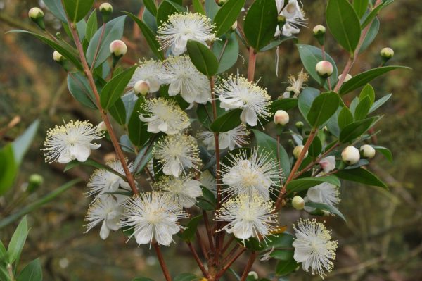 Smokey Myrtle (Australia)