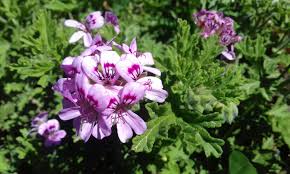 GERANIUM OIL (Madagascar)