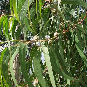 Eucalyptus globulus (Australia)