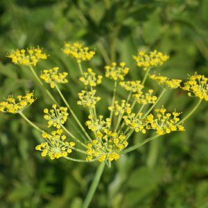 Fennel Oil Sweet (Australia)