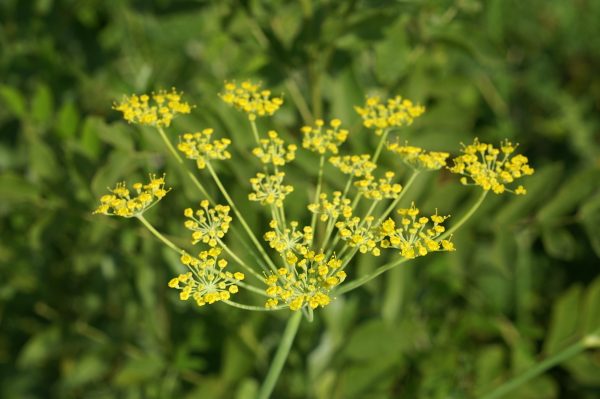 Fennel Oil Sweet (Australia)