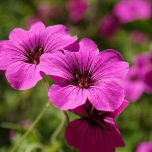 Geranium Concrete (Egypt)