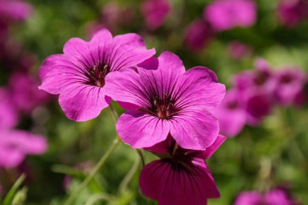 Geranium Concrete (Egypt)