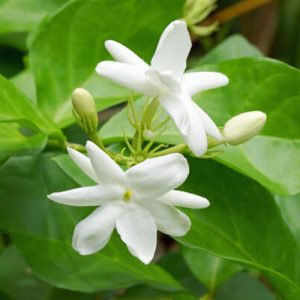 Jasmine Grandiflorum (India)