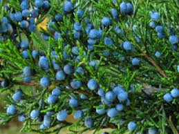 ORGANIC JUNIPER BERRY OIL (Turkey)