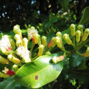 CLOVE STEM OIL (Sri Lanka)