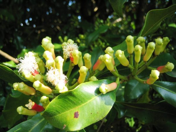 CLOVE STEM OIL (Sri Lanka)