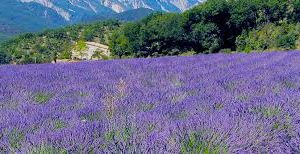 Lavender Fine Oil (France)