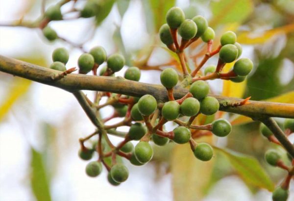 LITSEA CUBEBA OIL (Vietnam)