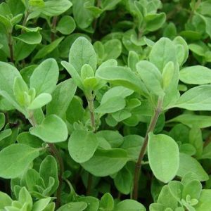 Marjoram Oil (Egypt)