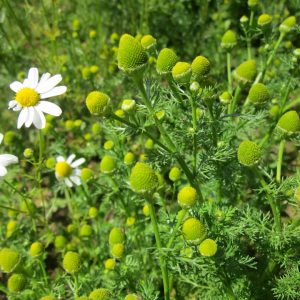 Wild Chamomile (Morocco)