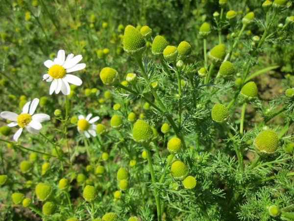 Wild Chamomile (Morocco)