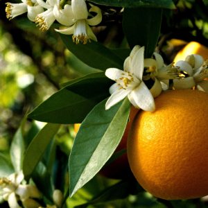 Neroli Oil (Egypt)