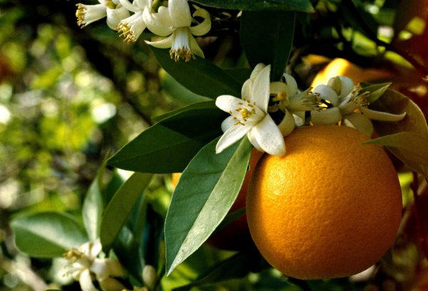 Neroli Oil (Egypt)