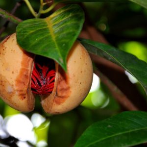 Nutmeg Oil (Sri Lanka)