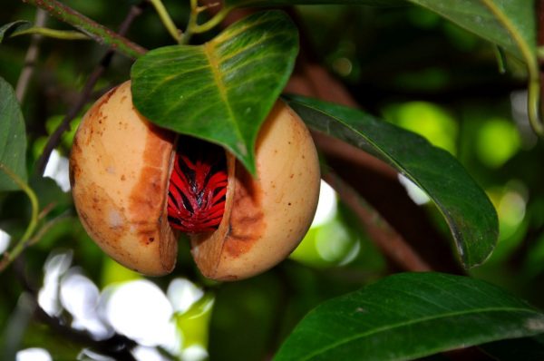 Nutmeg Oil (Sri Lanka)