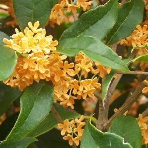 OSMANTHUS OIL (CHINA)