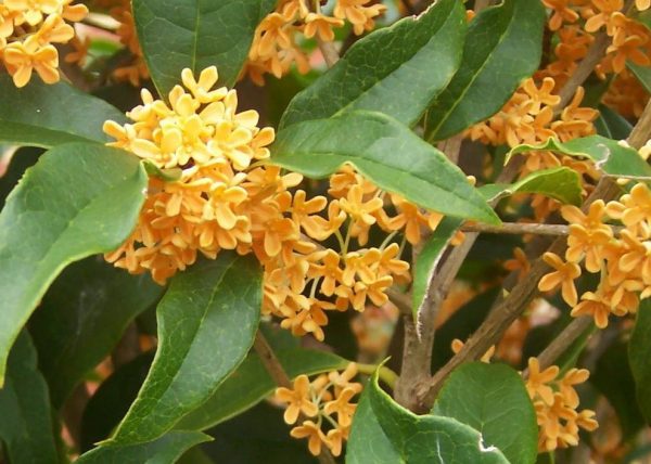 OSMANTHUS OIL (CHINA)