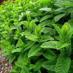 Mentha Piperita (India)